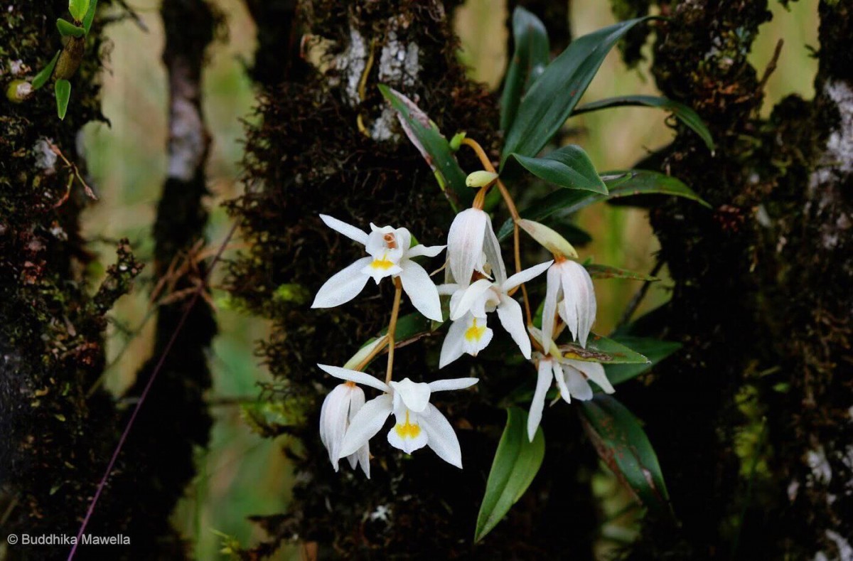Coelogyne odoratissima Lindl.